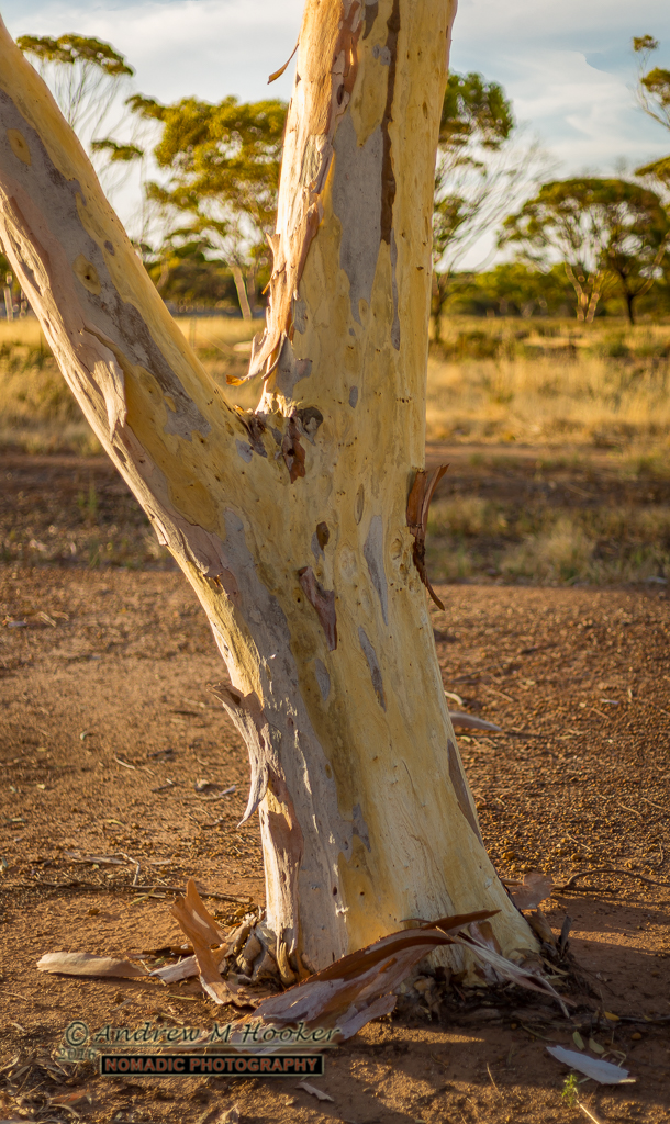 Bruce Rock Gum